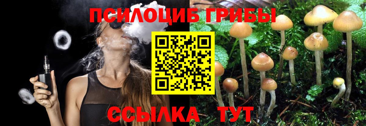 Галлюциногенные грибы Psilocybine cubensis Саяногорск